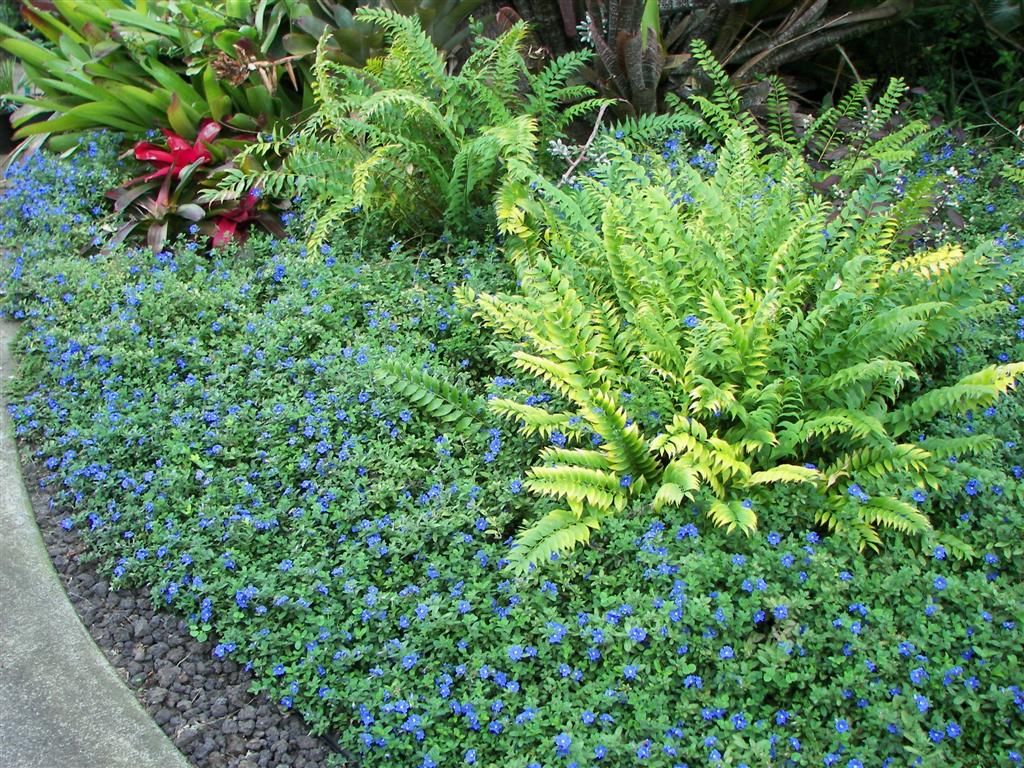 ground cover6