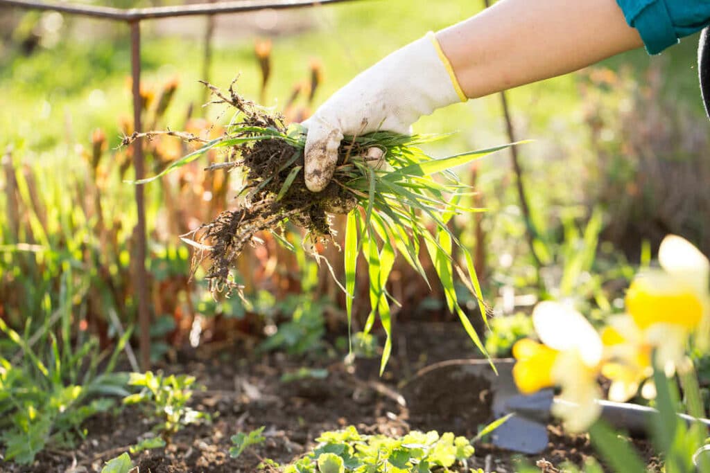 hand-weeding-1080-1024x683